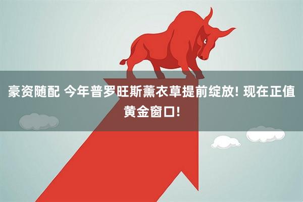 豪资随配 今年普罗旺斯薰衣草提前绽放! 现在正值黄金窗口!